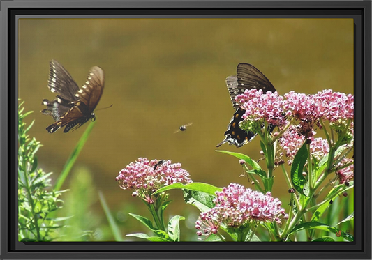 Reflections of Serenity, Framed Canvas Print