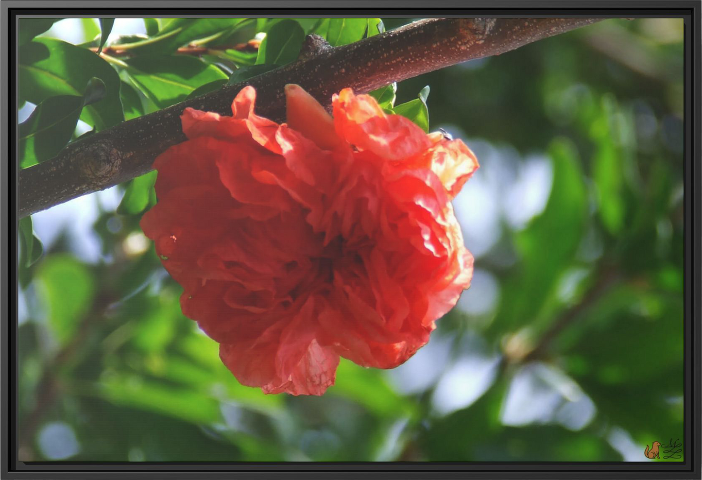 Scarlet Bloom Among The Green, Framed Canvas Print
