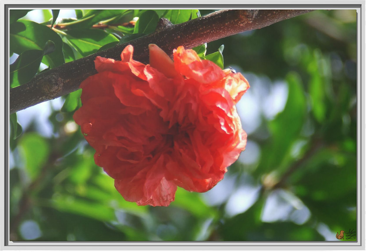 Scarlet Bloom Among The Green, Framed Canvas Print